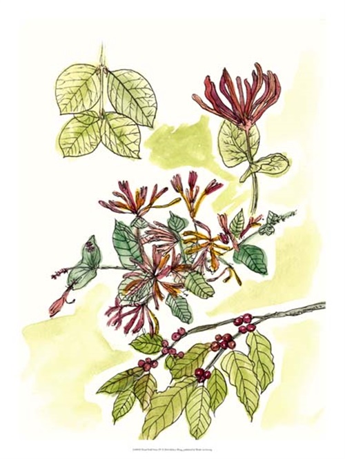 Floral Field Notes IV